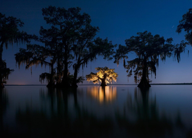 A swamp in Louisiana at dusk with huge cypress trees silhouetted in the foreground, with one illuminated from below in the background