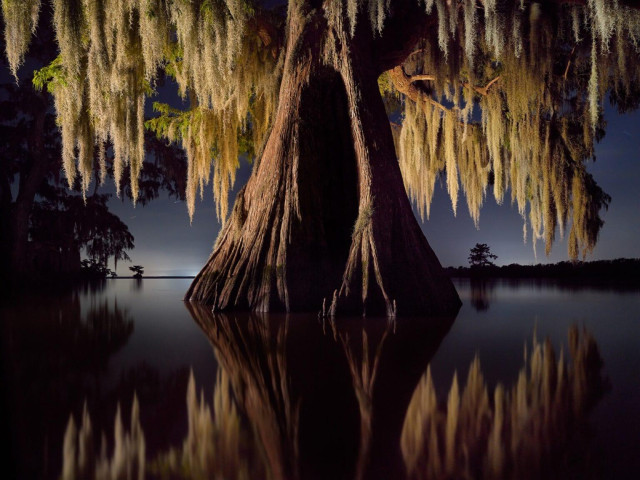 A large, healthy cypress tree draped with Spanish moss in a Louisiana swamp, illuminated against a dark sky