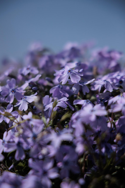 Close-up of light purple flowers blooming densely against a clear blue sky background.