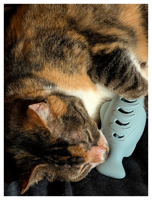overhead close-up. calico cat, eyes almost closed, lies on a dark velvety blanket holding a green rubber fish toy with one paw and half-biting it.