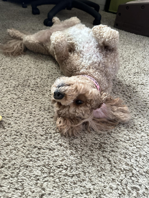 Rosie, the little tan doodle dog, is laying upside down on the floor in my home office. She's awake and bright eyed, but she's not getting up for anybody!  Mondays, ugh! 