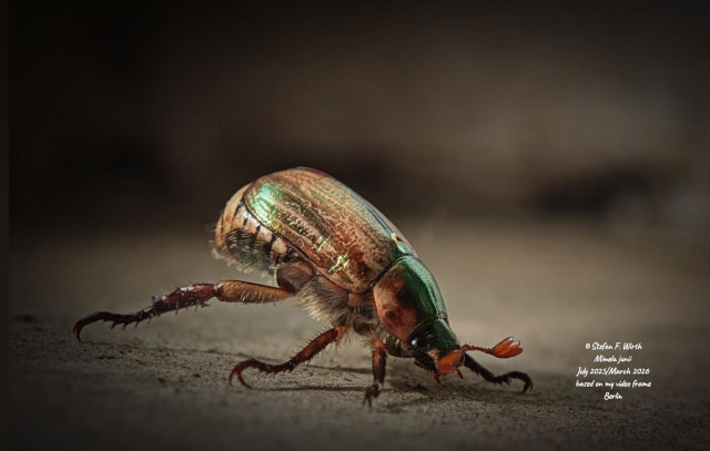 Mimela junii (Scarabaeidae, Coleoptera) is native to the Mediterranean area, but appears meanwhile also in Central Europe and Germany, where it can establish due to warmer climate conditions based on global warming. The species is reported to be introduced due to human transport to Central Europe and must therefore be named neozoon. I found this specimen in Berlin district Schöneberg in July 2025. I filmed behaviors of it and released the video on 29 March 2026. This photo is based on a video frame from this YouTube Video. It shows M. junii and its reaction to threat or disturbance (thanatosis behavior). © Stefan F. Wirth, 2025/2026, Berlin