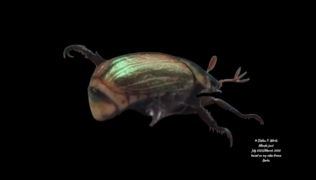 Mimela junii (Scarabaeidae, Coleoptera) is native to the Mediterranean area, but appears meanwhile also in Central Europe and Germany, where it can establish due to warmer climate conditions based on global warming. The species is reported to be introduced due to human transport to Central Europe and must therefore be named neozoon. I found this specimen in Berlin district Schöneberg in July 2025. I filmed behaviors of it and released the video on 29 March 2026. This photo is based on a video frame from this YouTube Video. It shows M. junii and its reaction to disturbance, shortly before it would go in a position looking like a handstand (thanatosis). © Stefan F. Wirth, 2025/2026, Berlin