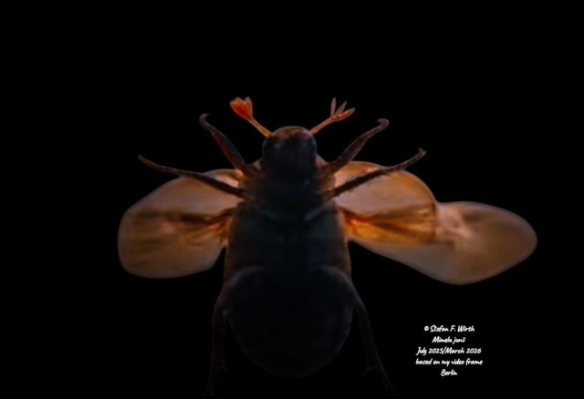 Mimela junii (Scarabaeidae, Coleoptera) is native to the Mediterranean area, but appears meanwhile also in Central Europe and Germany, where it can establish due to warmer climate conditions based on global warming. The species is reported to be introduced due to human transport to Central Europe and must therefore be named neozoon. I found this specimen in Berlin district Schöneberg in July 2025. I filmed behaviors of it and released the video on 29 March 2026. This photo is based on a video frame from this YouTube Video. It shows M. junii flying. © Stefan F. Wirth, 2025/2026, Berlin