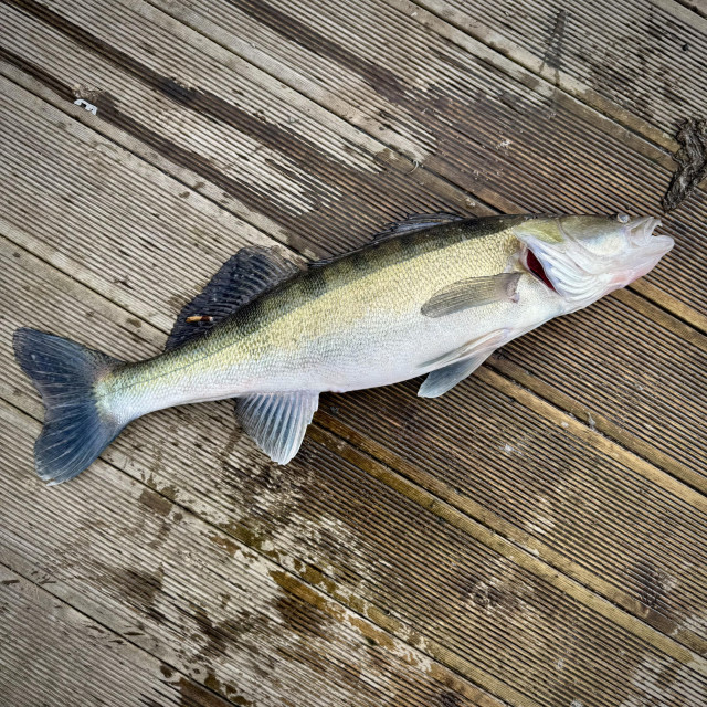 Gös som ligger på en brygga. 