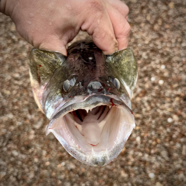 Gapet på min gös. Tydliga huggtänder. Hand som i gälarna håller upp fisken. 