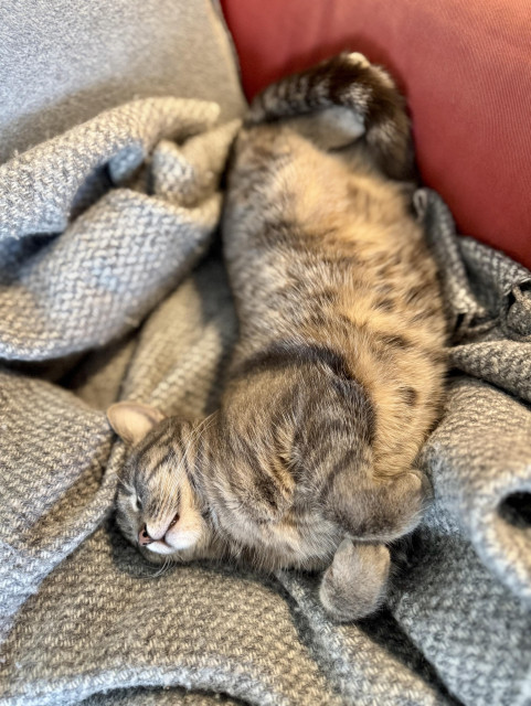 Ledbruten gråspräcklig katt ligger på grå yllefilt i röd soffa. 