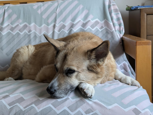 brown dog on a futon