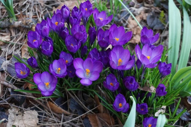 purple crocus