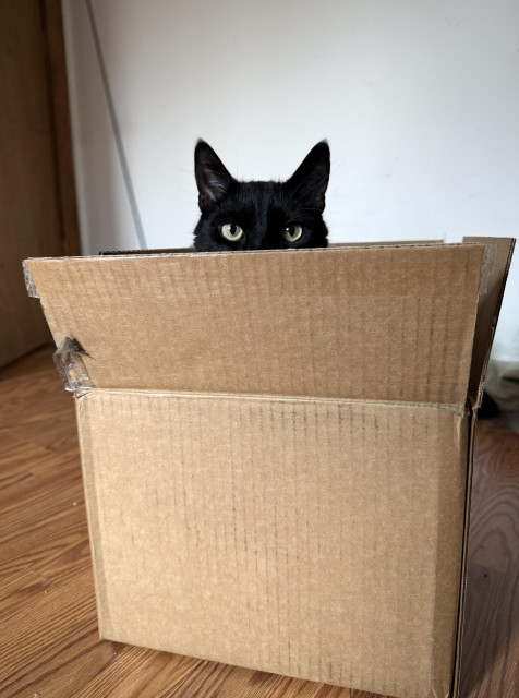 A black cat trying out a new box, just tall enough that when he sits his eyes are just above the top of the flaps. He may be smiling, but we'll never know, that part is covered.