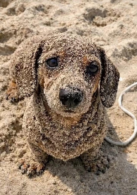 Sad daschund is on the beach, covered in sand all over its body, is looking up at the camera. 