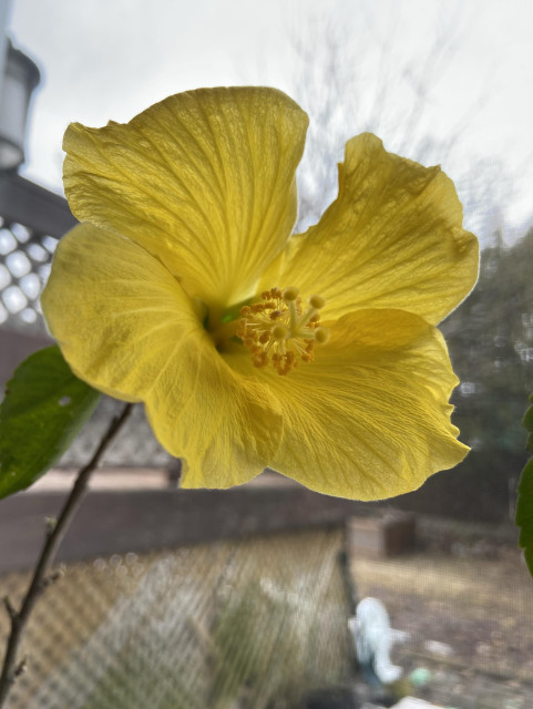A yellow hibiscus flower in front of a window. 