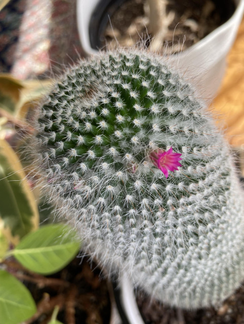 A green mammillaria cactus with white thorns and a single pink flower. 