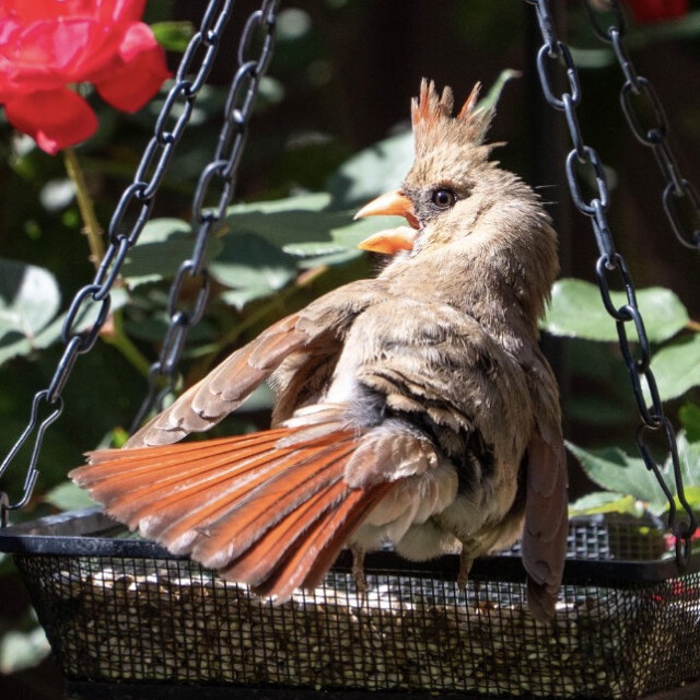 Cardinal beak open head over to one side