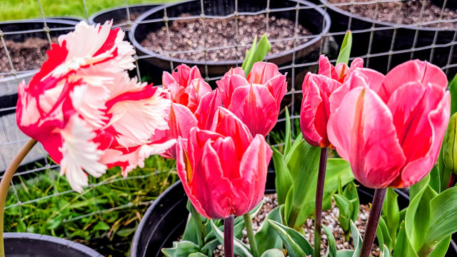 Pots of blooming tulips. Several pink and a stripe red and white. 