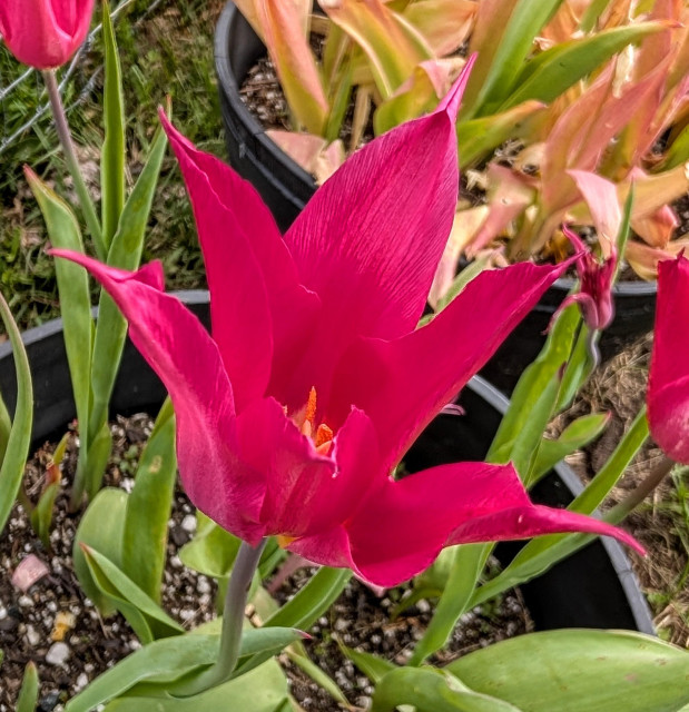 A bright pink tulip with pointed petals and a yellow center.