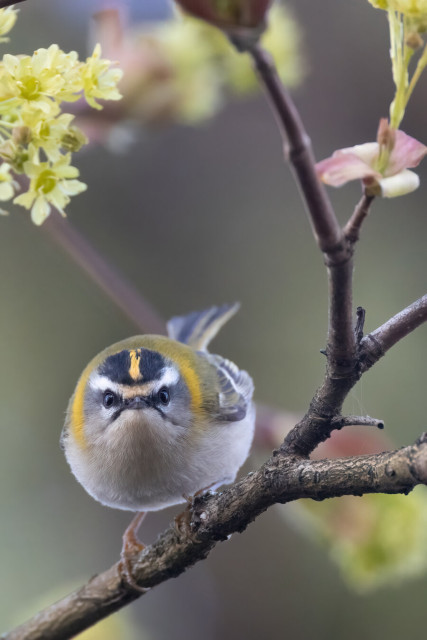 Ein Sommergoldhähnchen auf Zweigen mit jungen Knospen