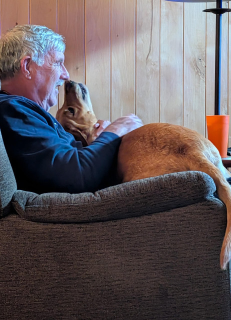 Golden lab is sharing a recliner with an older man. She is lying on his lap with her tail hanging over the arm rest. 