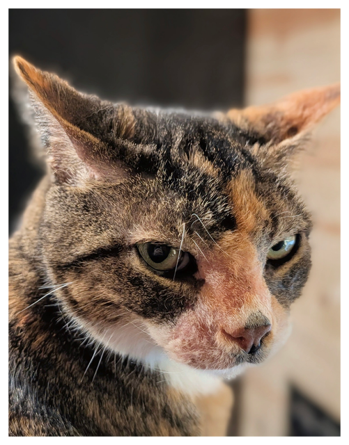 close-up of a tabby cat with green eyes, ears upright, with a serious expression. The background is softly blurred,