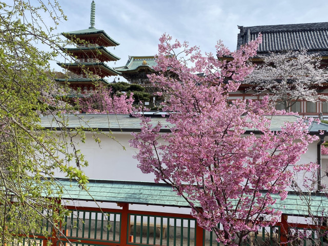I forgrunnen et blomstrende rosa kirsebærtre. I bakgrunnen skimtes pagoder og tak fra templet.