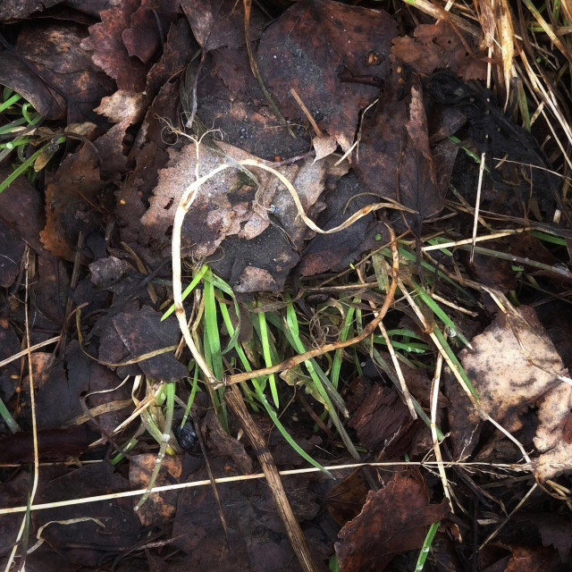 A brown long blade of grass, shaped like a heart, lies on brown leaves and new green grass.