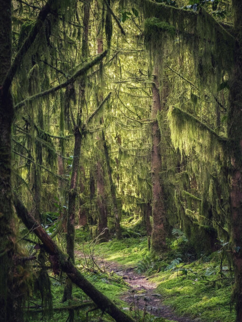 A vertical shot of a narrow, winding dirt path leading through a dense, enchanted-looking forest. The scene is dominated by vibrant shades of green. Towering trees are completely draped in thick, shaggy moss and hanging lichen, creating a soft, textured veil across the frame. Golden sunlight filters through the high canopy, illuminating a patch of bright green moss on the forest floor. The mood is tranquil, mysterious, and lush, evoking the feeling of an ancient, untouched woodland.
