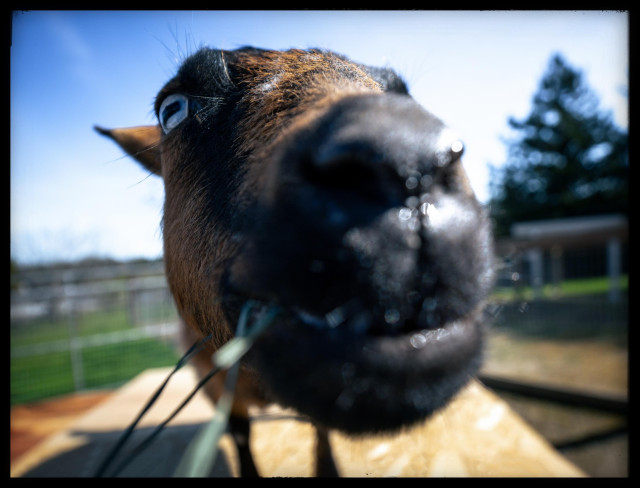 A very close portrait of a miniature goat with her snout an inch away from the camera lens. The goat is smiling while chewing some blades of hay.

Like most goats, her eyes sport rectangular, horizontal pupils. These allow for panoramic vision... giving the goat the ability to spot predators and food from all around.