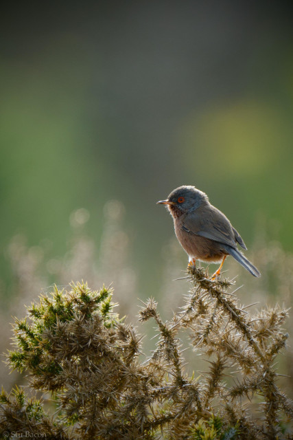 A photograph of a male Dartford Warbler (Curruca Undata) perched on top of some dry brown Gorse.