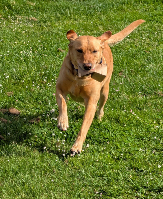 Golden lab is running with a brown paper bag on her mouth. 