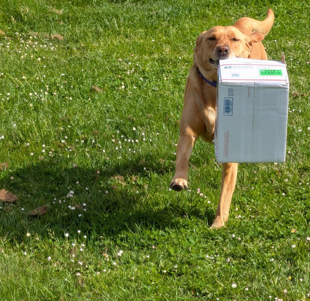 Golden lab is running with a white cardboard box in her mouth. 