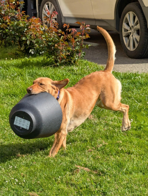 Golden lab is running in the grass with a new resin flower pot in her mouth. There are roses and a white car in the background.