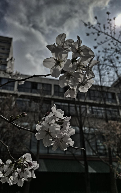 Blossom against the clouded sky