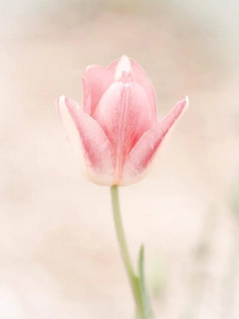 Hochformat. Zarte hell rote Tulpe, aufrecht. Highkey.