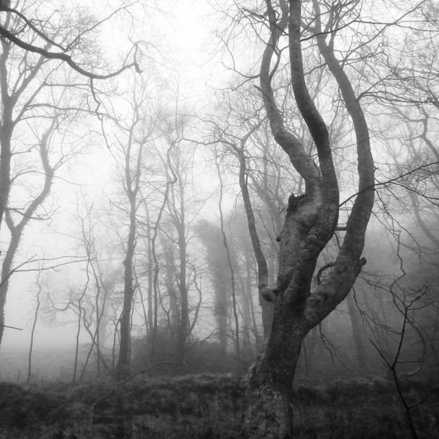 Black and white photo of misty woodland.