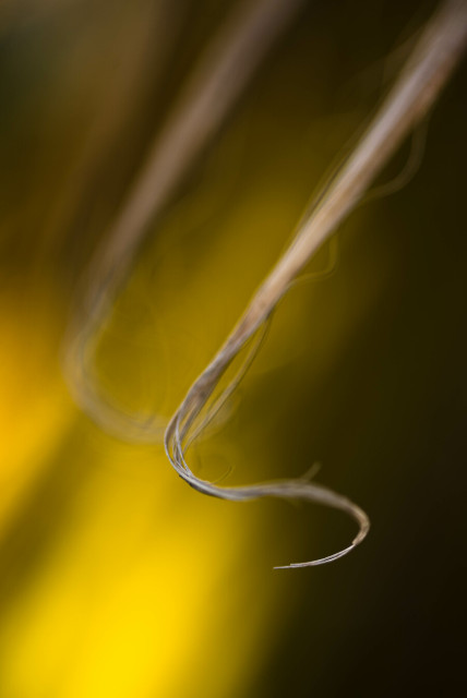 Photo of a couple of dry plant fibres that zag down from the top right then curl loosely around in mid-air before thinning to nothing. The one nearer the camera goes in and out of fucs, the one behind always blurred, and the background is a mix of yellow and black smudges.