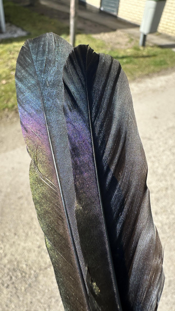 Close-up of black feathers, displaying shimmering rainbow colors against a blurred outdoor background.