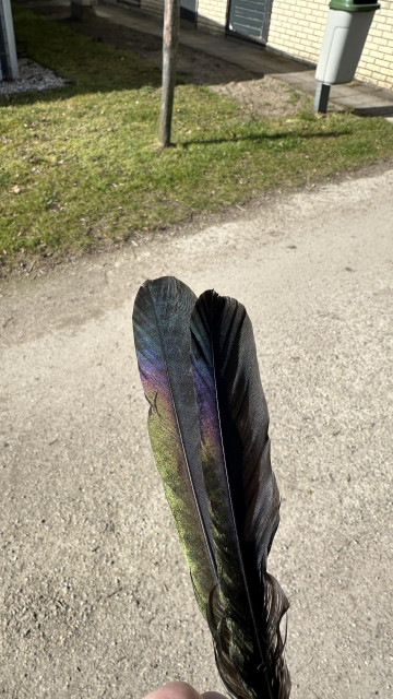 A close-up of large black feathers with purple, green, and blue hues, in an outdoor setting.