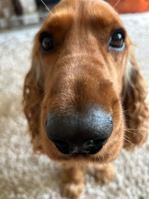 A golden cocker spaniel dog is looking straight at the camera from just a few centimetres away, causing the camera to distort and exaggerate the size of his snout.