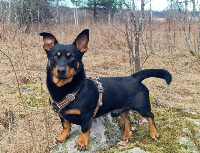 A black and tan Lancashire heeler boy.