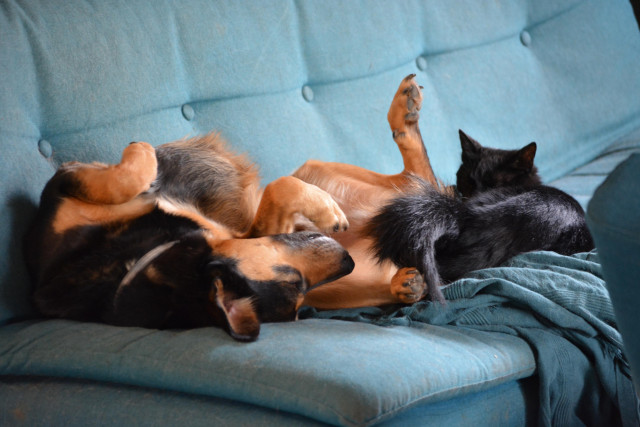 Our dog Oups is lying on his back, his belly exposed, right next to one of our cats, Noiraude, who’s sleeping tightly curled up. Oups is black and brown, while Noiraude is all black—hence her name.