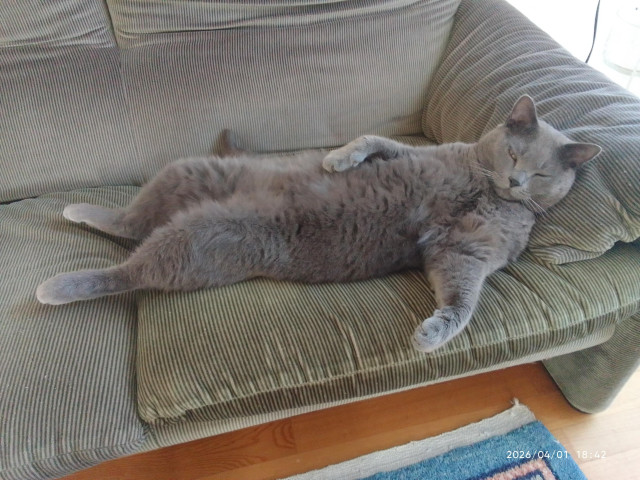 A grey cat lies on a green couch. The cat lies on his back, limbs akimbo, with an extremely relaxed look on his face