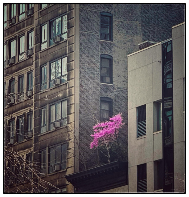 A color photo taken upwards towards two  buildings in the city. The building on the right is taller and a much older brick and stone façade whereas the building on the right is a shorter very modern white building with a strip of dark windows going down one side and a few other rectangular windows. But, in between those two buildings is a small ledge (under which there is a smaller building that can't be seen). It is a black balustrade and sitting on it is a spring tree in bloom with very bright pink flowers. The pink stands out strongly against the more bleak looking buildings.