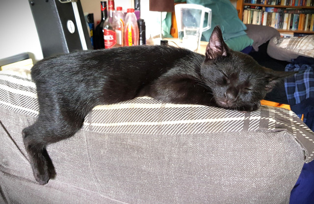 A black kitten is balanced precariously on the narrow headrest of a padded chair, his back leg dangling over the back of the chair. He is asleep.