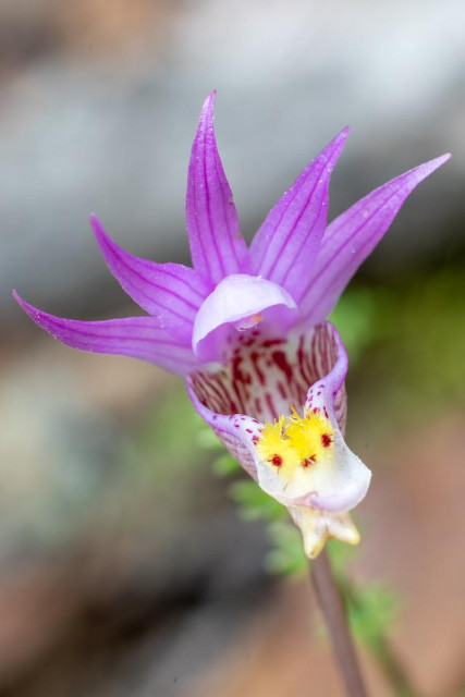 An extreme close-up of a single fairy slipper orchid (Calypso bulbosa) in bloom, photographed in Fairbanks, Alaska in late May. The flower displays vivid magenta-purple sepals and petals radiating outward from a central white and purple-striped pouch or lip, which is marked with yellow fringed crests and small red spots. The stem is slender and reddish-brown. The background is soft and blurred, showing muted gray, brown, and green tones.