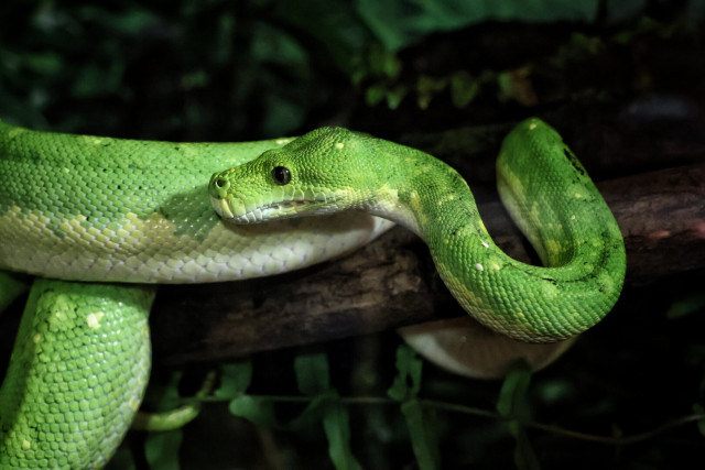 A vivid close-up photograph of a bright green arboreal snake coiled around a tree branch. The snake has a slender body with a distinct pattern of scales, showcasing a vibrant green colouration with hints of yellow along its underside. Its head is slightly raised, and its eyes are alert, giving a sense of curiosity or attentiveness. The background is dark and blurred, highlighting the snake and the branch it is resting on.
