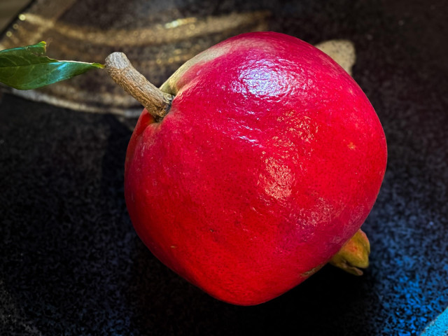 a stunning pomegranate