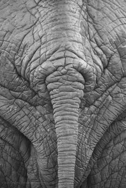 The rear of an Elephant, squared to the camera. The wrinkled layers of it's skin sag towards the centre creating a v shape pattern.