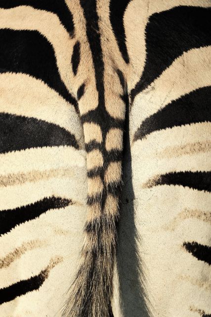 The rear of a Zebra, perfectly square to the camera. It's tail casts a small shadow while  the black stripes of it's coat point inward.