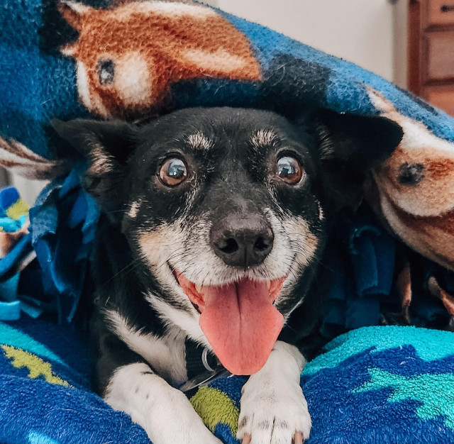 Little dog is wrapped up in her favorite blanket and is ready for a nap.