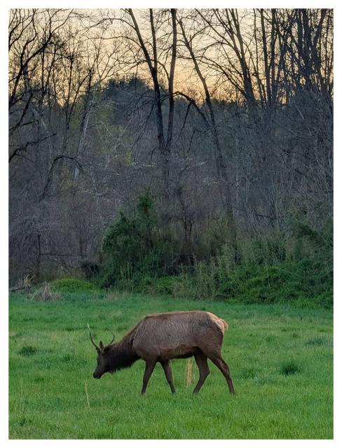 a lone elk grazes on green grass in an open field at dusk. bare trees with tangled branches fill the background, silhouetted against a pale, fading sky. the elk’s head is lowered as they feed.